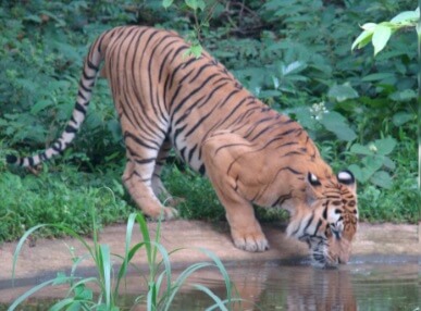 Pilikula Zoo, Mangalore